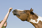 Paint Horse Portrait