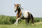 galloping Paint Horse