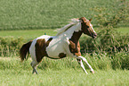 galloping Paint Horse