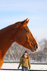 Paint Horse in snow