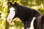 Paint Horse portrait