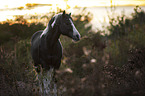 Paint Horse