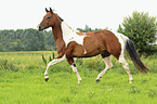 trotting Paint Horse