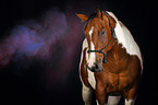 Paint Horse with holi colour