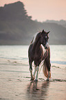 walking Paint Horse