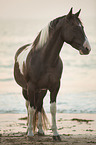 Paint Horse
