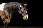 Paint Horse Portrait