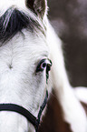 Paint Horse eye