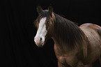 Paint Horse Portrait