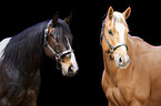 2 horses