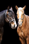 2 horses