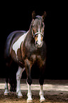 Paint Horse