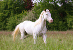 Paint Horse in summer