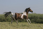 Paint Horse in summer