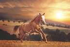 Paint Horse