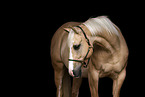 Paint Horse Portrait
