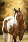 Paint Horse mare