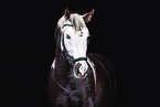 Paint Horse