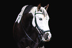 Paint Horse