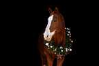 Paint Horse