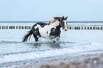 Paint Horse