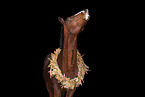 Paint Horse