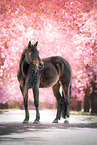 Paint Horse