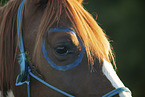 Paint Horse