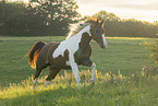 Paint Horse