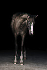 Paint Horse