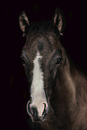 Paint Horse