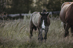 Paint Horses