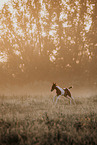 Paint Horse