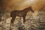 Paint Horse