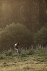 Paint Horse