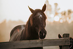 Paint Horse
