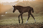 Paint Horse