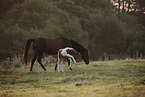 Paint Horses