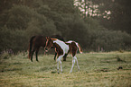 Paint Horses