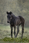 Paint Horse