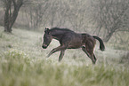 Paint Horse