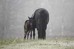 Paint Horses