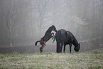 Paint Horses