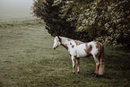 Paint Horse