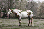 Paint Horse