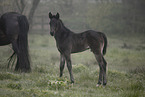 Paint Horses