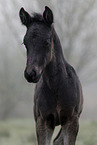 Paint Horse