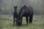 Paint Horses