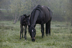 Paint Horses