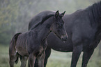 Paint Horses